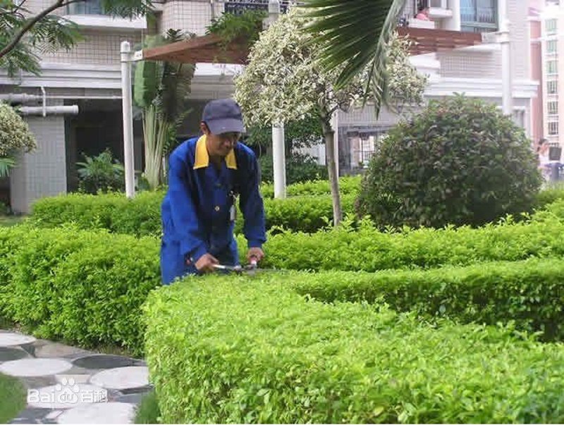 保洁绿化，城市美容师的新角色